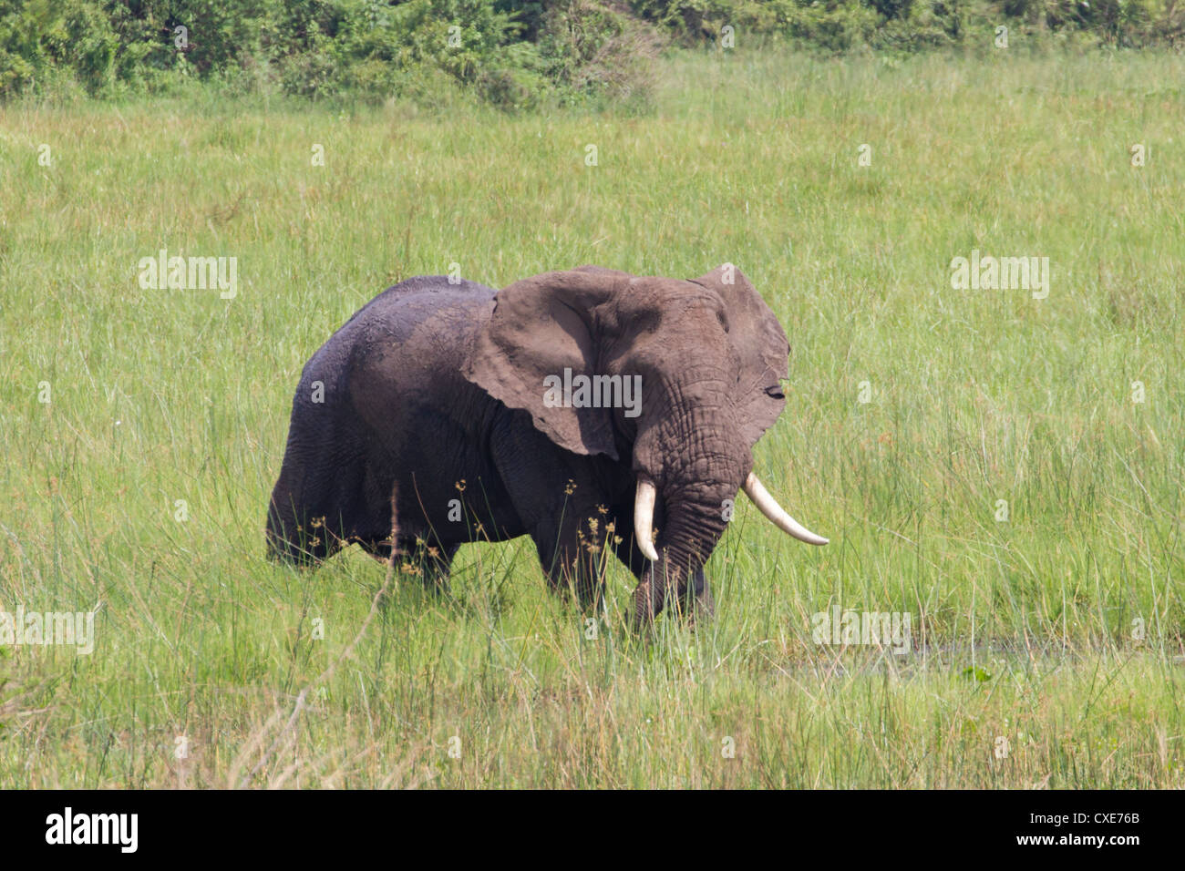 Maschio di elefante africano (Loxodonta africana) a waterhole Queen Elizabeth NP, Uganda Foto Stock