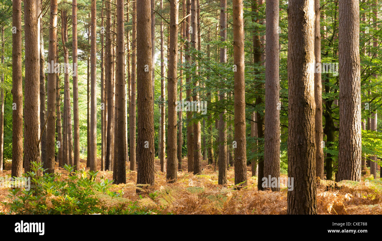 Interno della foresta di pini, New Forest, Hampshire, Inghilterra, Regno Unito Foto Stock