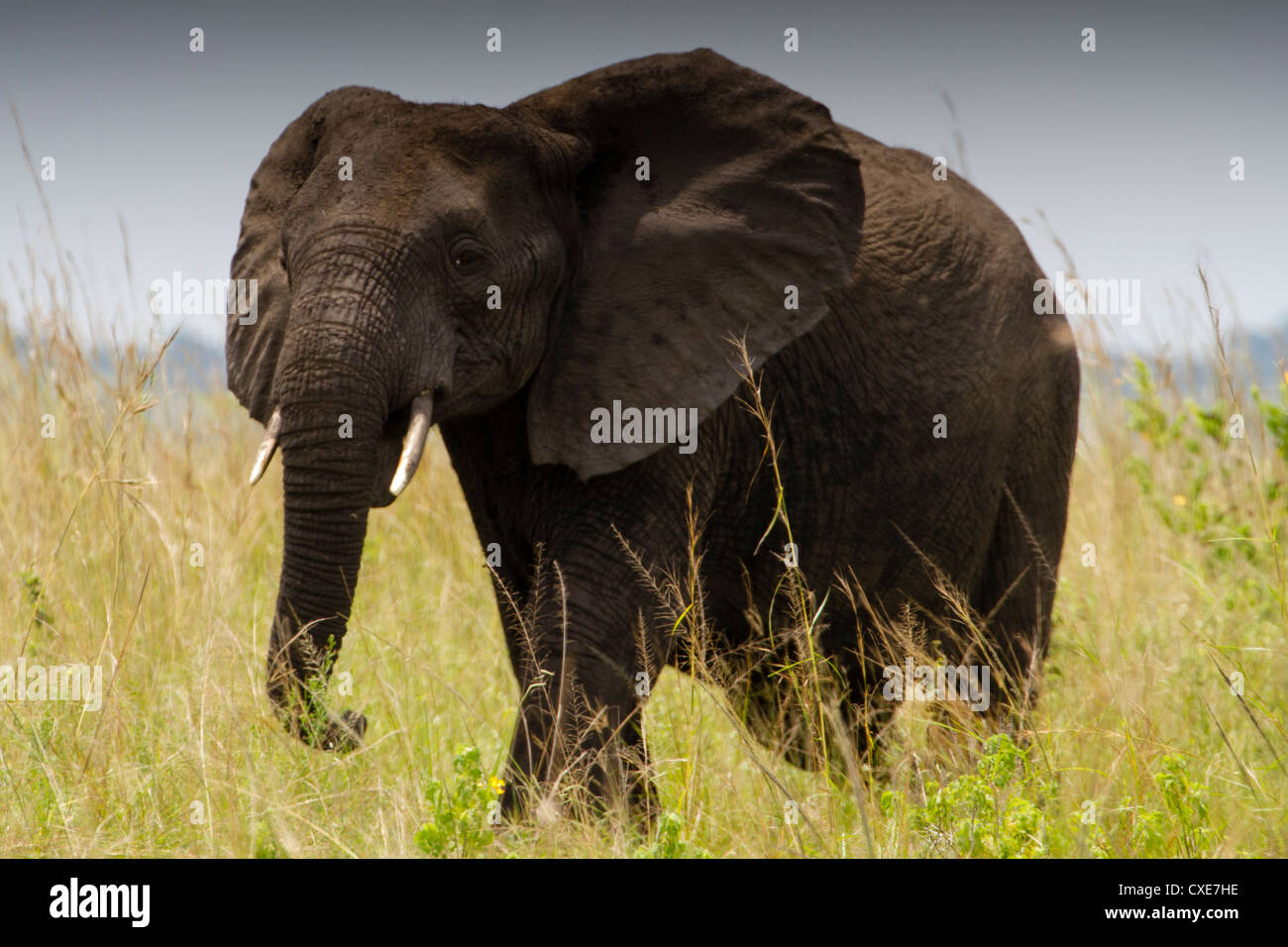 Maschio di elefante africano (Loxodonta africana) Queen Elizabeth NP, Uganda Foto Stock