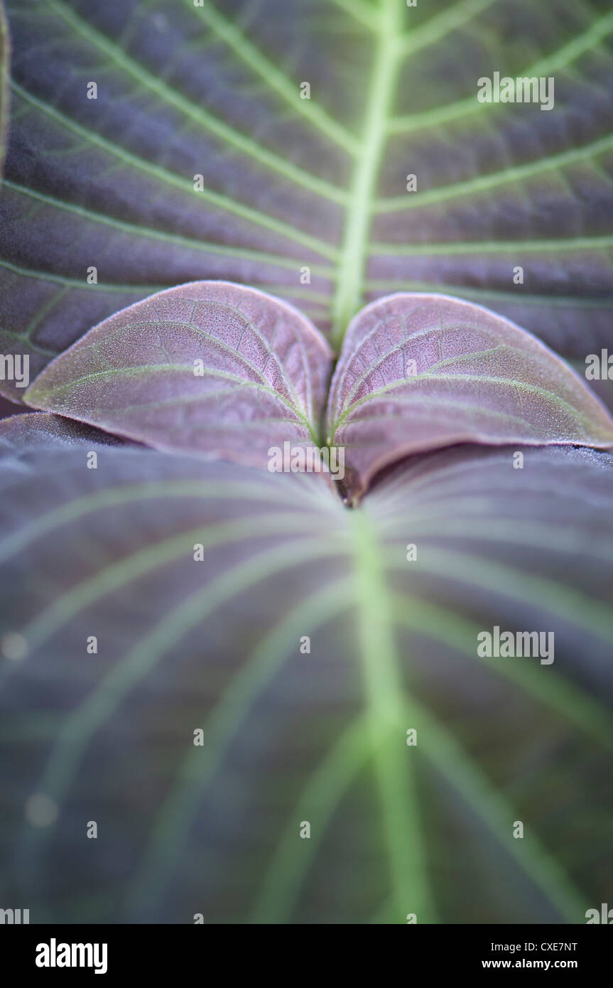 Le foglie di piante, close-up Foto Stock