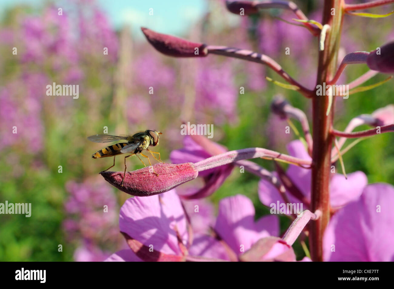 La marmellata di arance hoverfly (Episyrphus balteatus) poggiante su Rosebay willowherb (Epilobium angustifolium), Wiltshire, Inghilterra Foto Stock