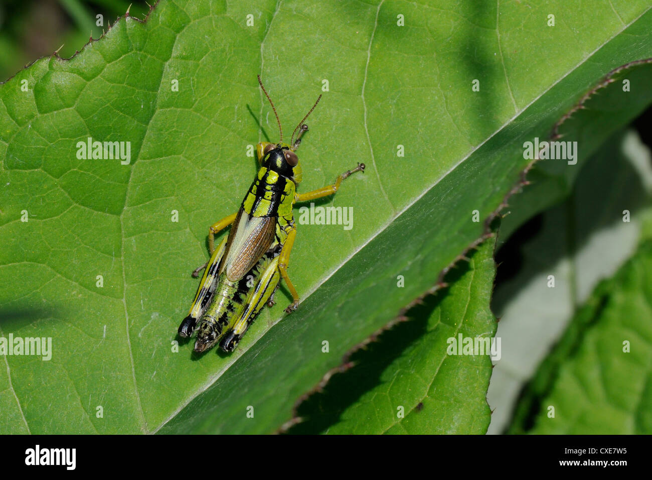 Mountain grasshopper (Miramella irena), sulle Alpi Giulie, Slovenia, sloveno, europa, europeo Foto Stock