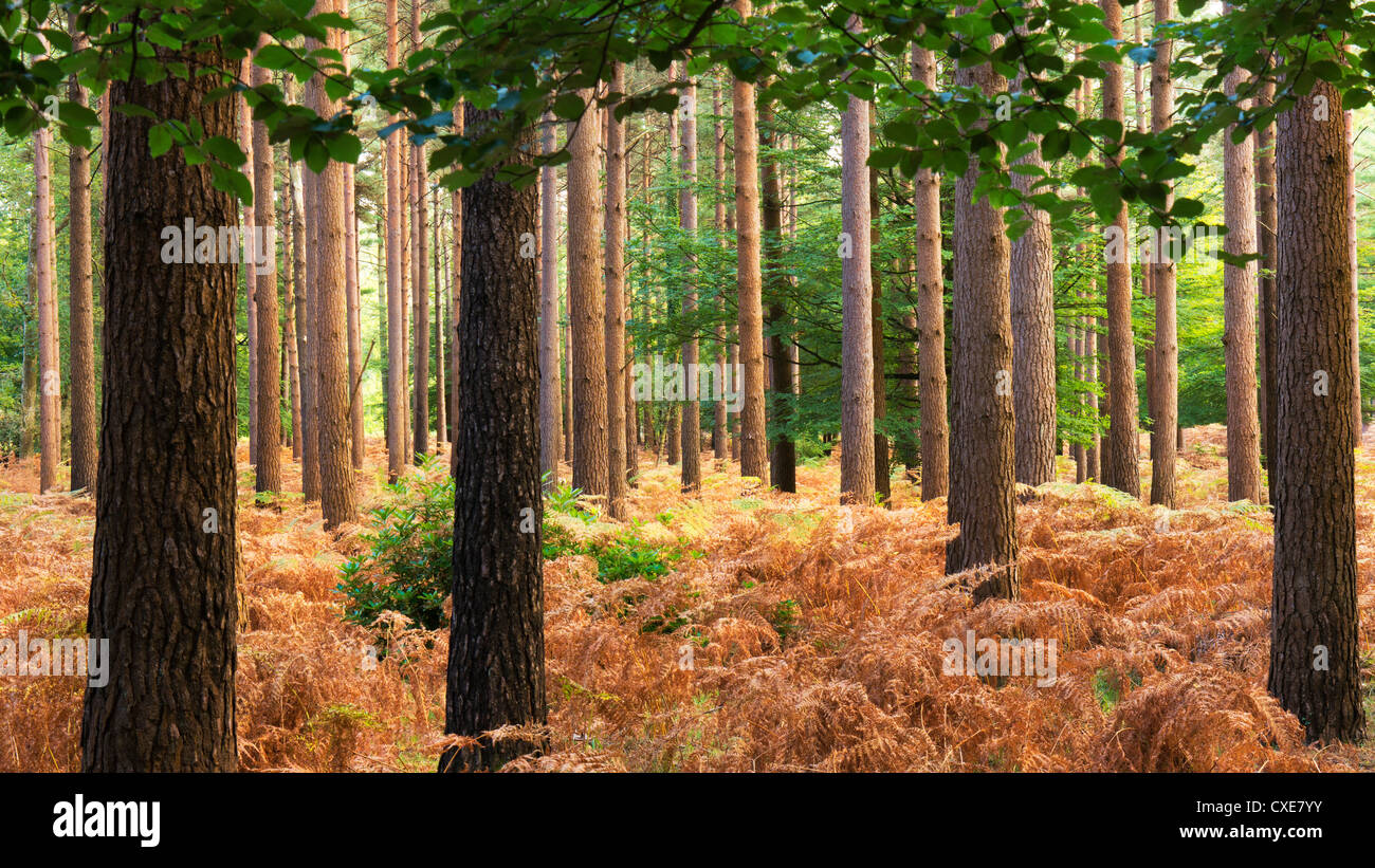 Interno della foresta di pini, New Forest, Hampshire, Inghilterra, Regno Unito Foto Stock