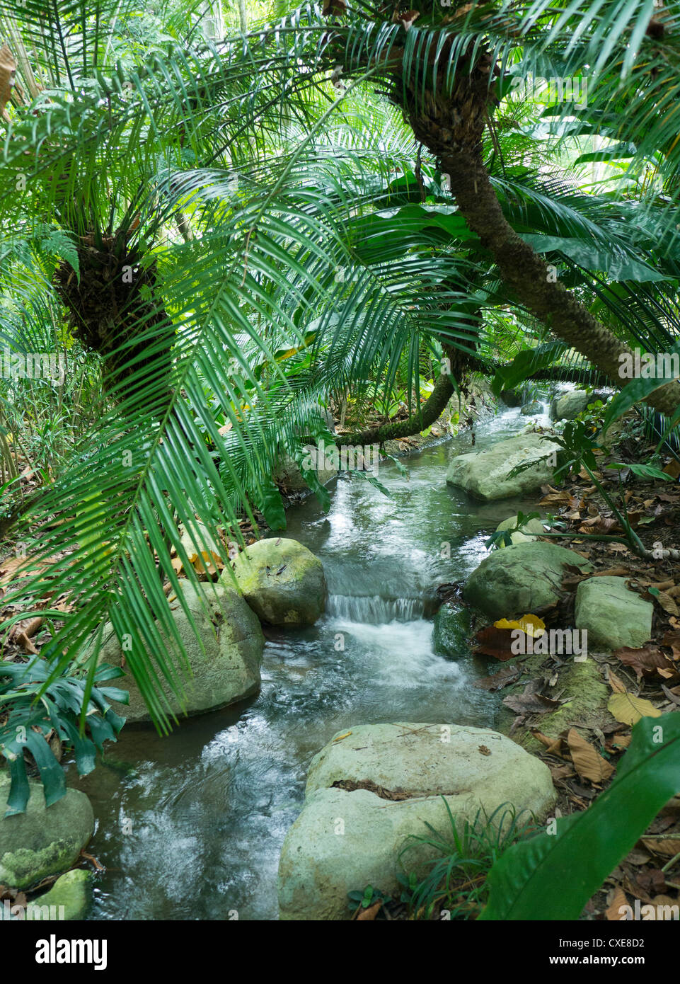Flusso che scorre attraverso la foresta pluviale tropicale, i Giardini Botanici di Singapore, Asia Foto Stock