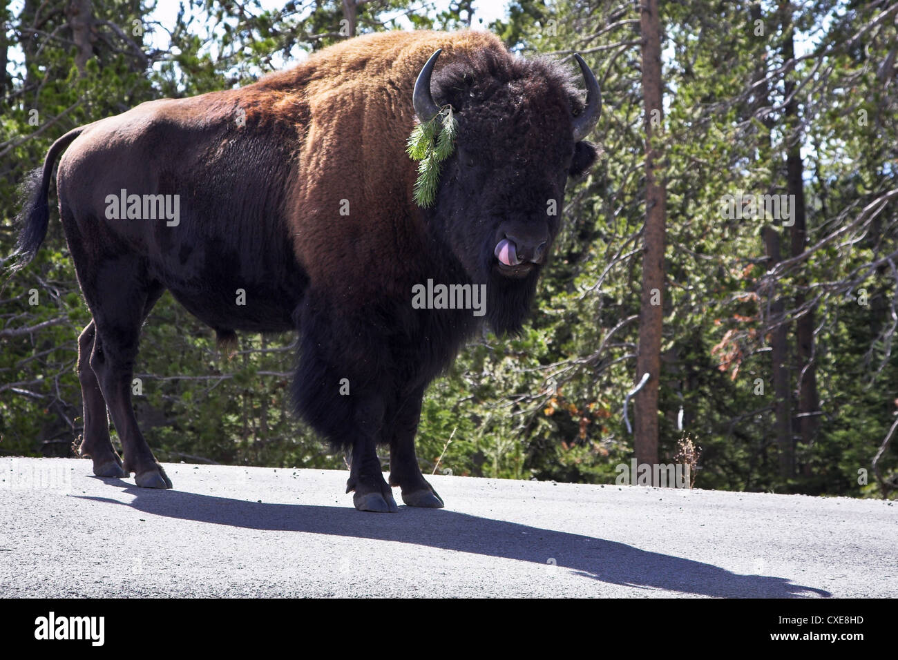 Bison su strada nel parco nazionale di Yellowstone Foto Stock