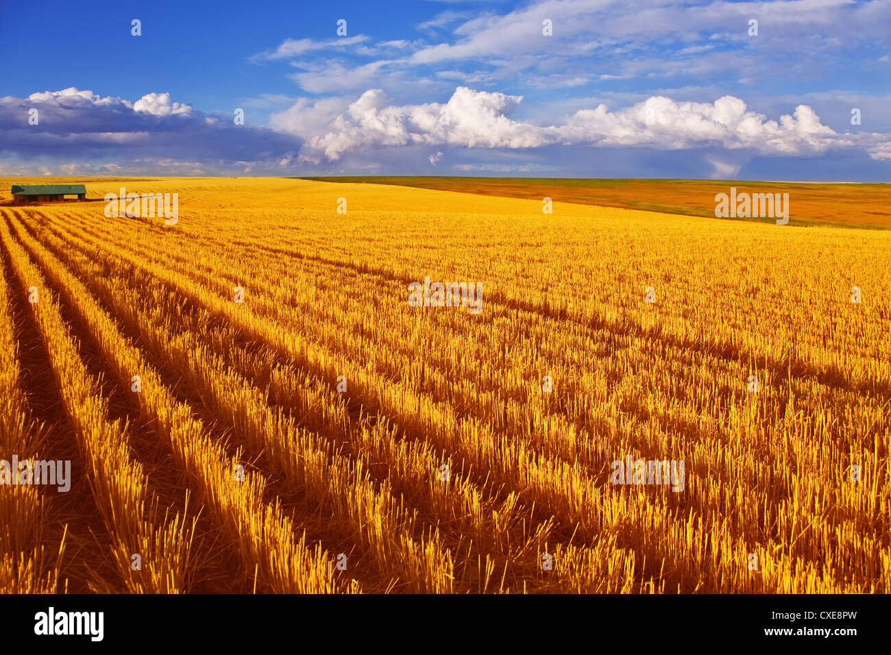 Un enorme campo di stato Montana Foto Stock