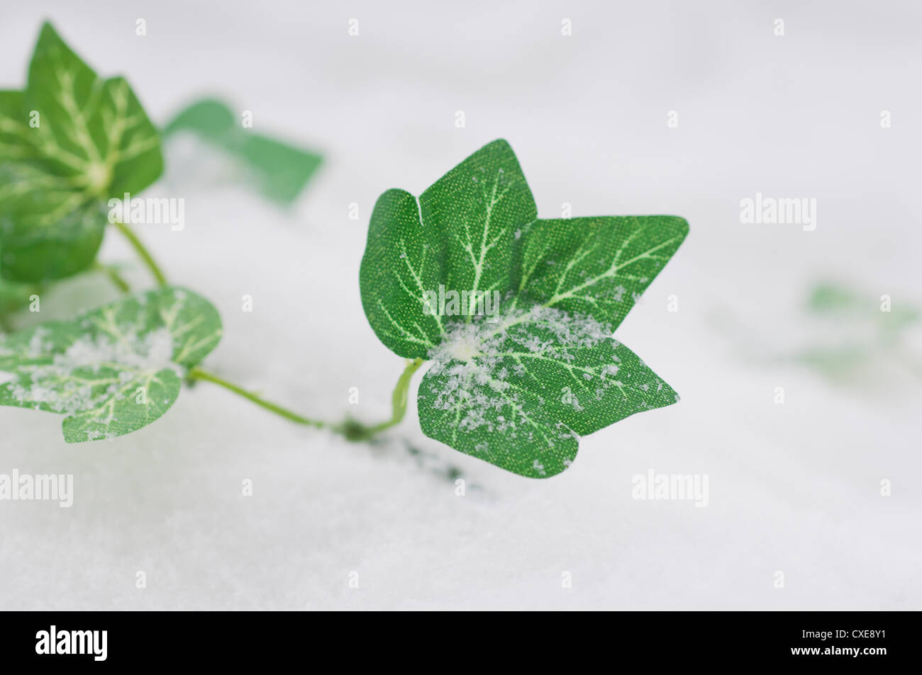 Fake ivy nella neve Foto Stock