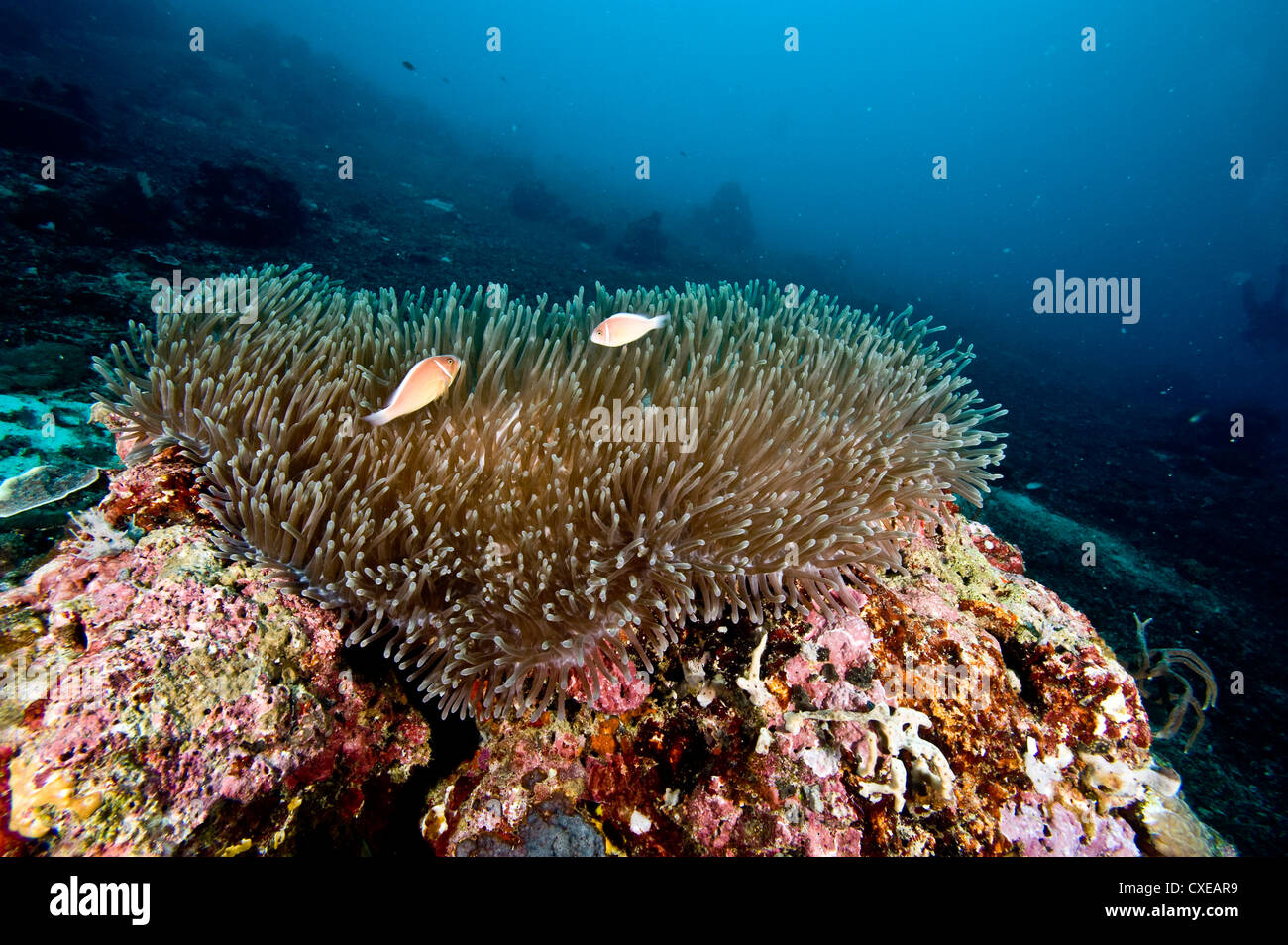 Anemone reef di scena a Nalusuan Marine Sanctuary, Cebu, Filippine, Sud-est asiatico, in Asia Foto Stock