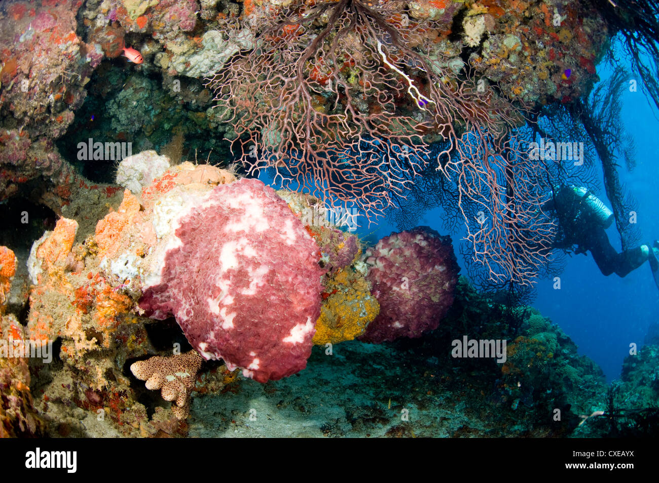 Coral incrostati di sbalzo, Santa Lucia, West Indies, dei Caraibi e America centrale Foto Stock