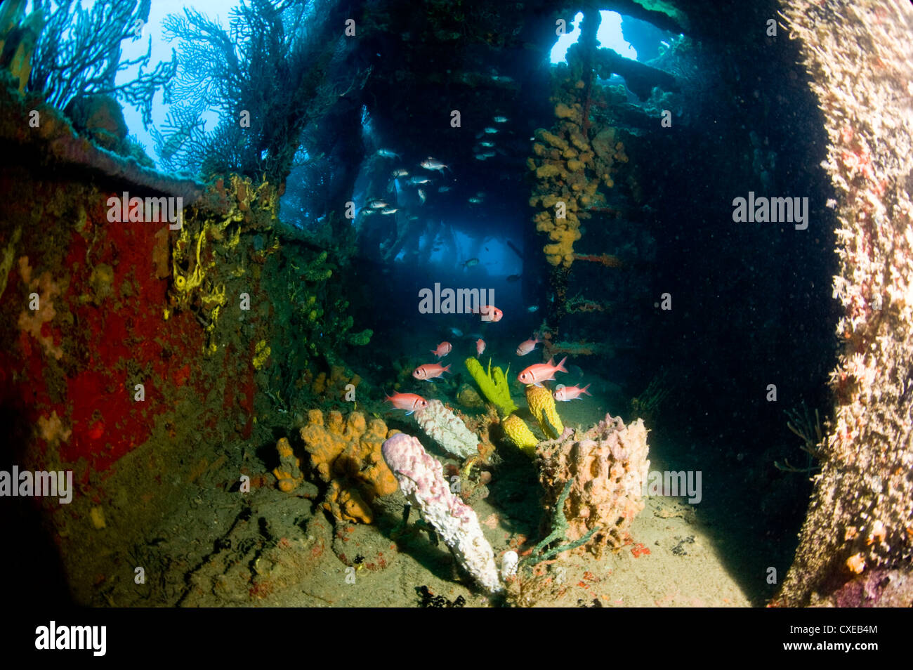 Crescita di coralli all'interno del relitto della Lesleen M freighter, affondato come un reef artificiale nel 1985 in Anse Cochon Bay, Santa Lucia Foto Stock