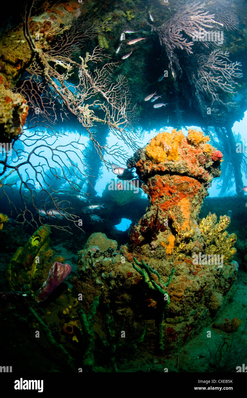Crescita di coralli all'interno del relitto della Lesleen M freighter, affondato come un reef artificiale nel 1985 in Anse Cochon Bay, Santa Lucia Foto Stock