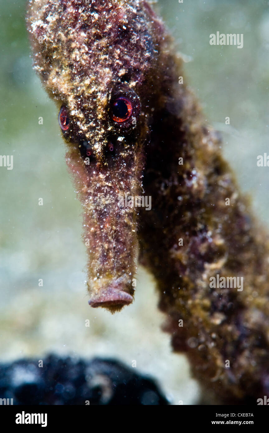 Cavalluccio marino Longsnout (Hippocampus reidi), raro dei Caraibi, cresce a 2.5 a 4 pollici, Santa Lucia, West Indies Foto Stock
