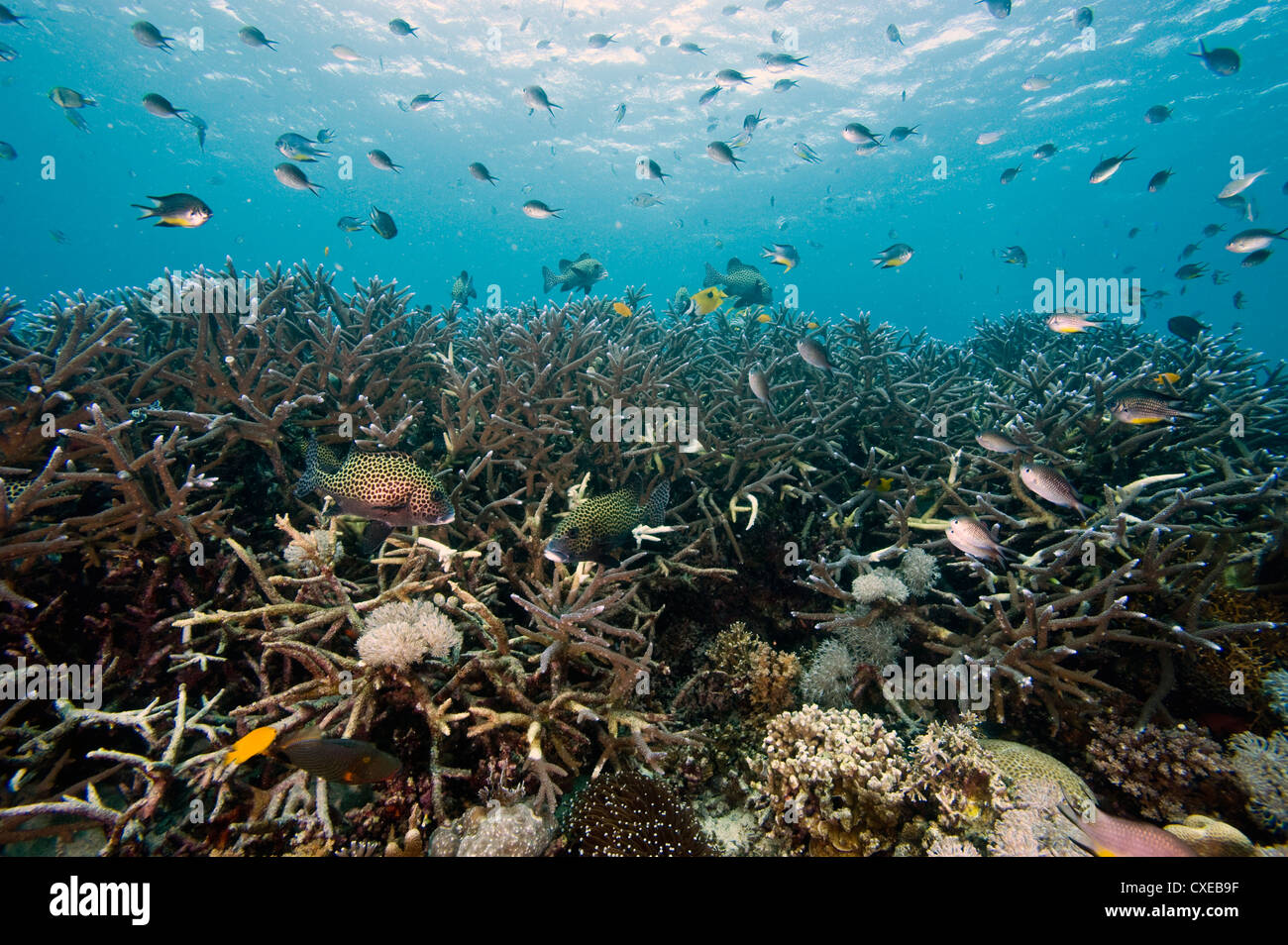 Il reef di scena a Nalusuan Marine Sanctuary, Cebu, Filippine, Sud-est asiatico, in Asia Foto Stock