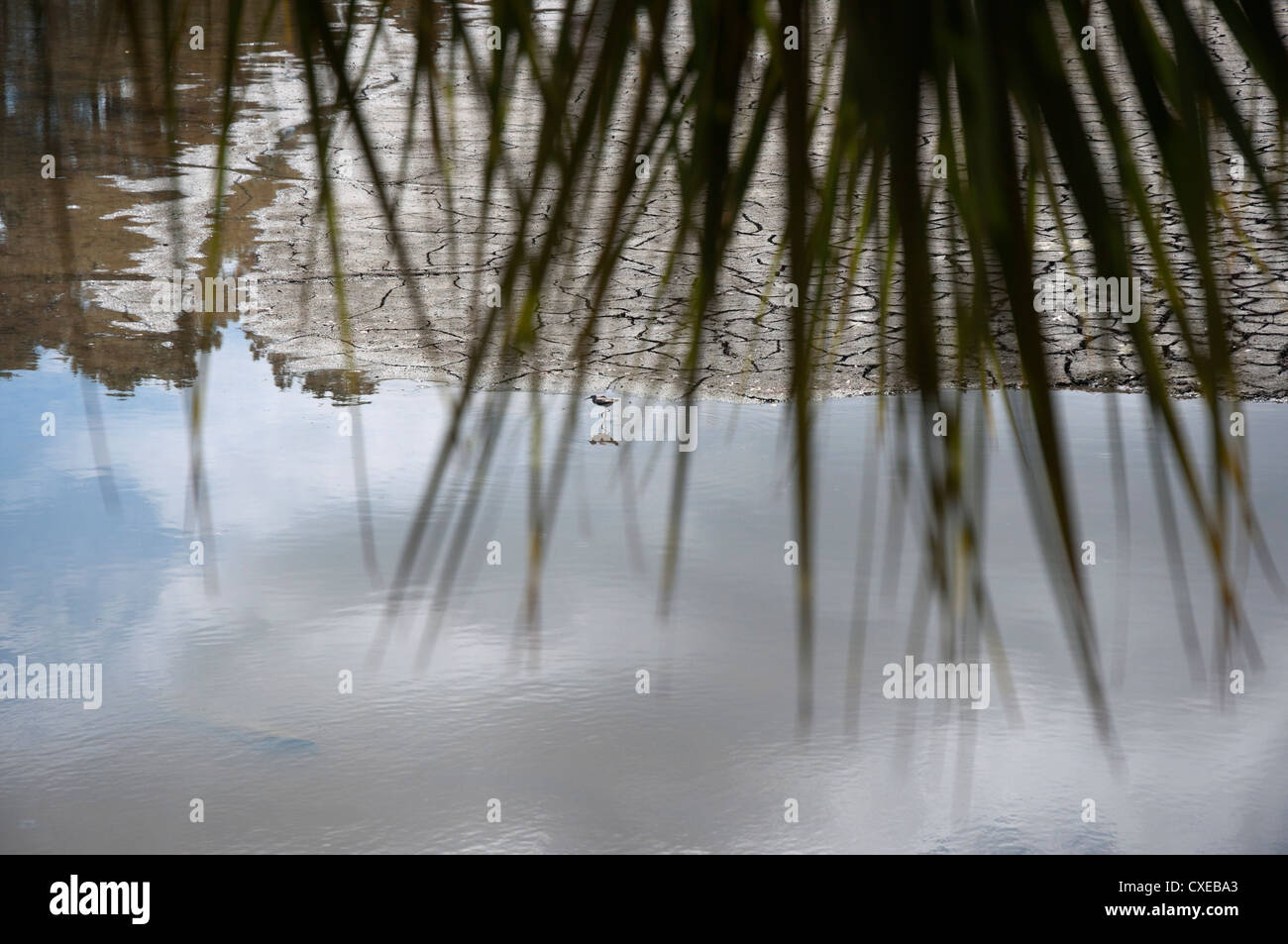 Le zone umide mostrato sul tour di Boone Hall Plantation vicino a Charleston, Carolina del Sud. Foto Stock