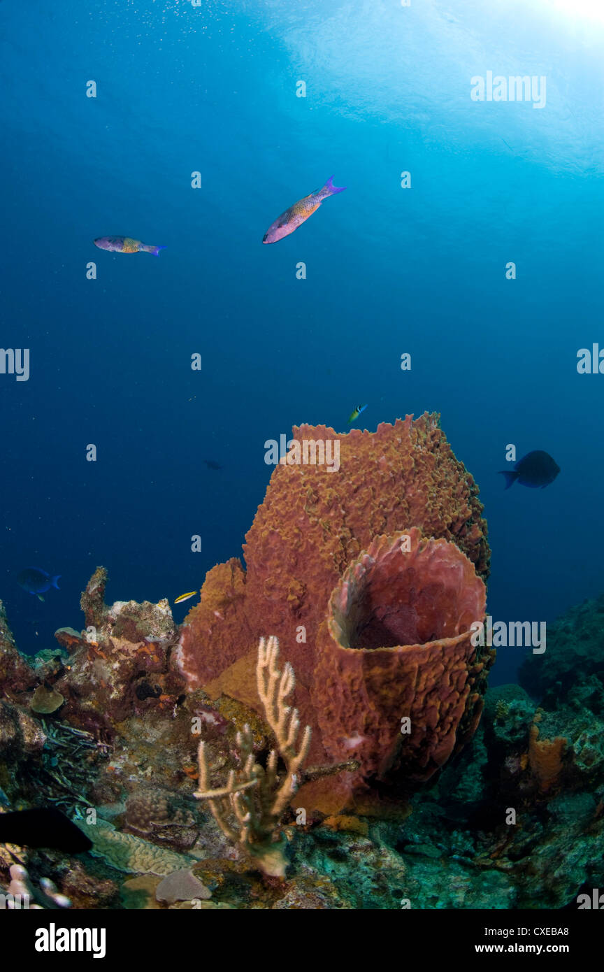 Canna di spugne e il creolo wrasse, Santa Lucia, West Indies, dei Caraibi e America centrale Foto Stock