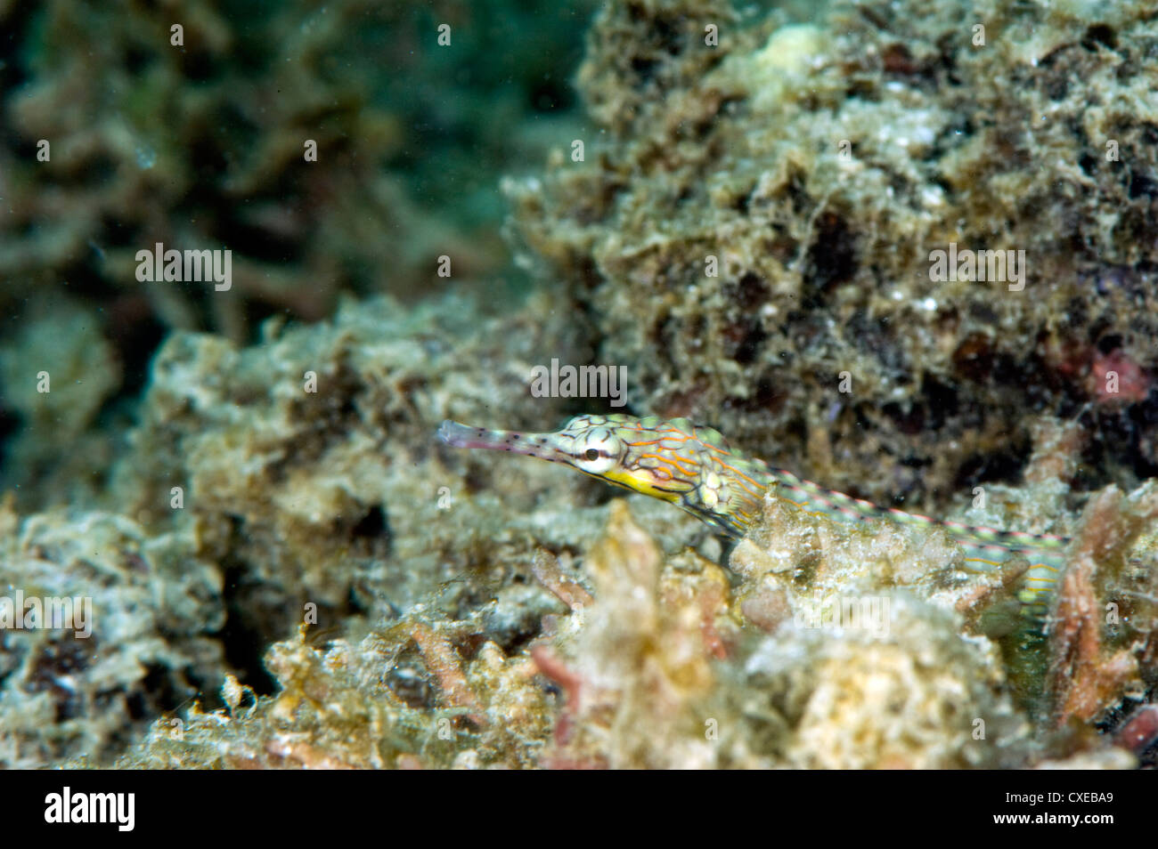 Reeftop pipefish (Corythoichthys haematopterus), cresce a 18cm, Indo-ovest acque del Pacifico, Filippine, Sud-est asiatico, in Asia Foto Stock