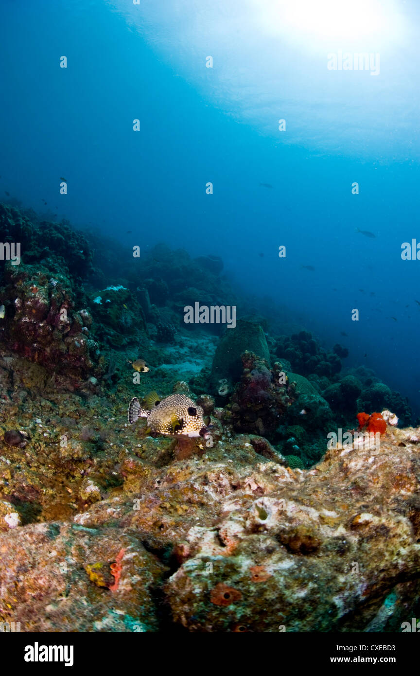 Smooth trunkfish (Lactophrys triqueter) e la scena sulla barriera corallina, Santa Lucia, West Indies, dei Caraibi e America centrale Foto Stock