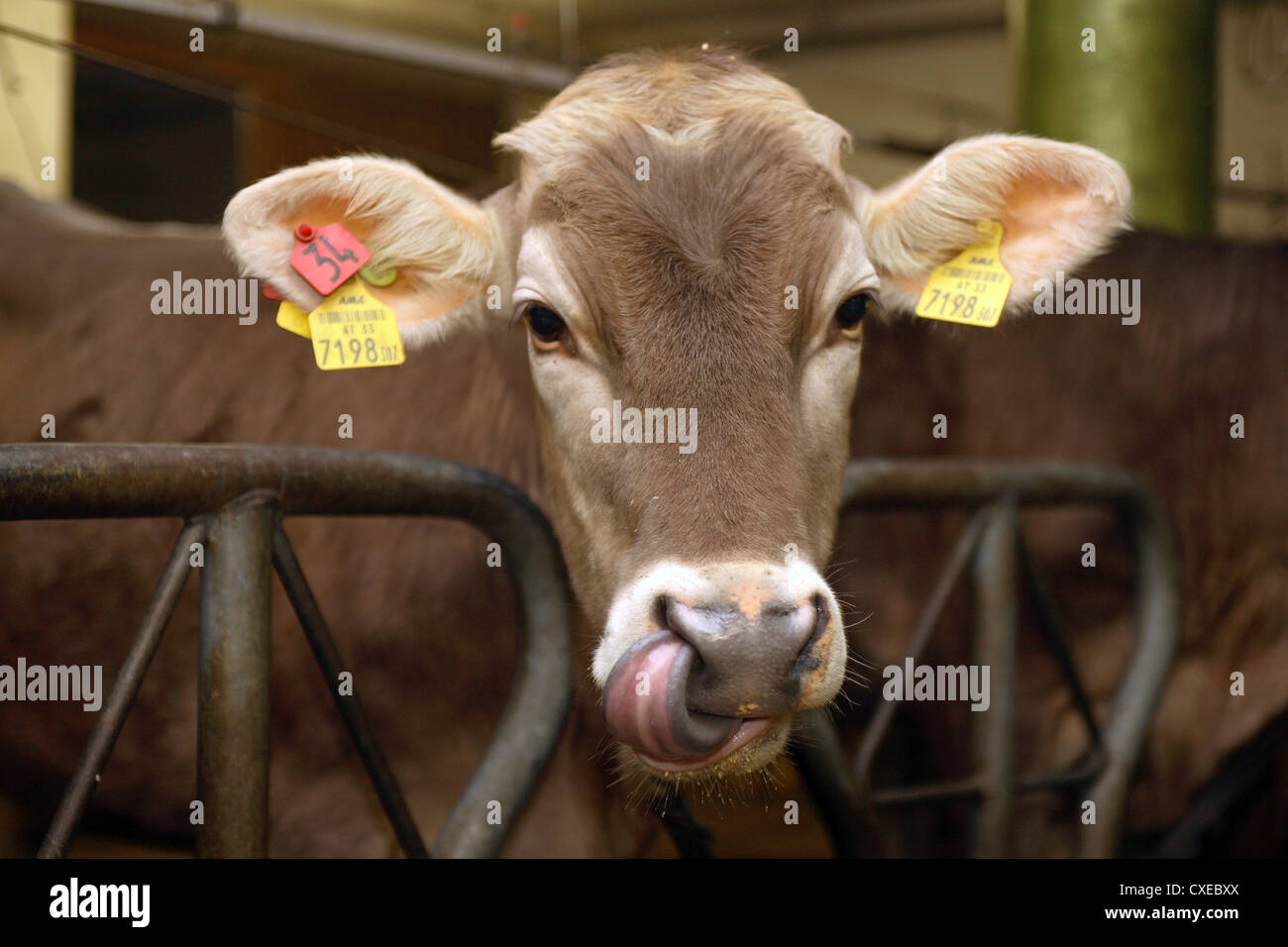Tirolo, vacca da latte in verticale Foto Stock