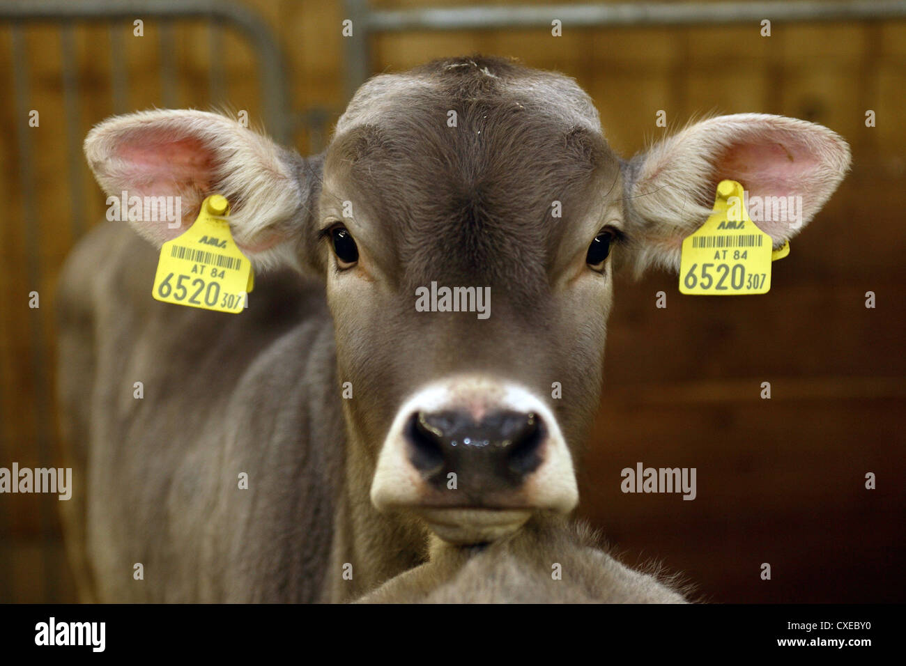 Tirolo, vacca da latte in verticale Foto Stock