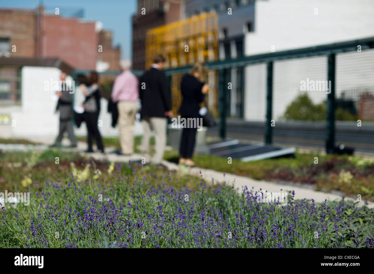 Il tetto verde su una scuola nel villaggio di Greenwich quartiere di New York Foto Stock