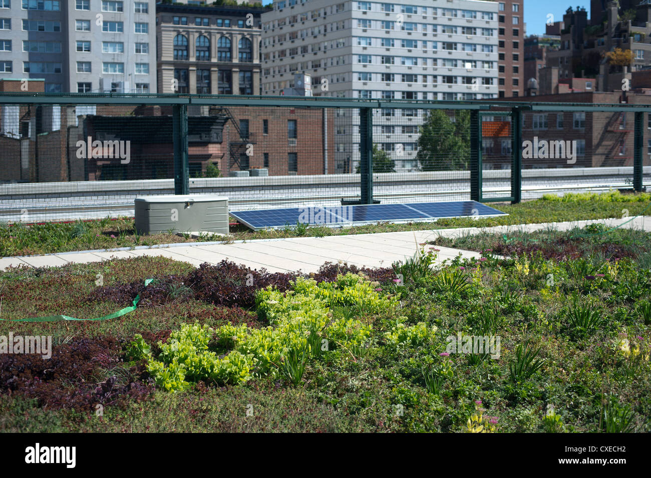 Il tetto verde su una scuola nel villaggio di Greenwich quartiere di New York Foto Stock