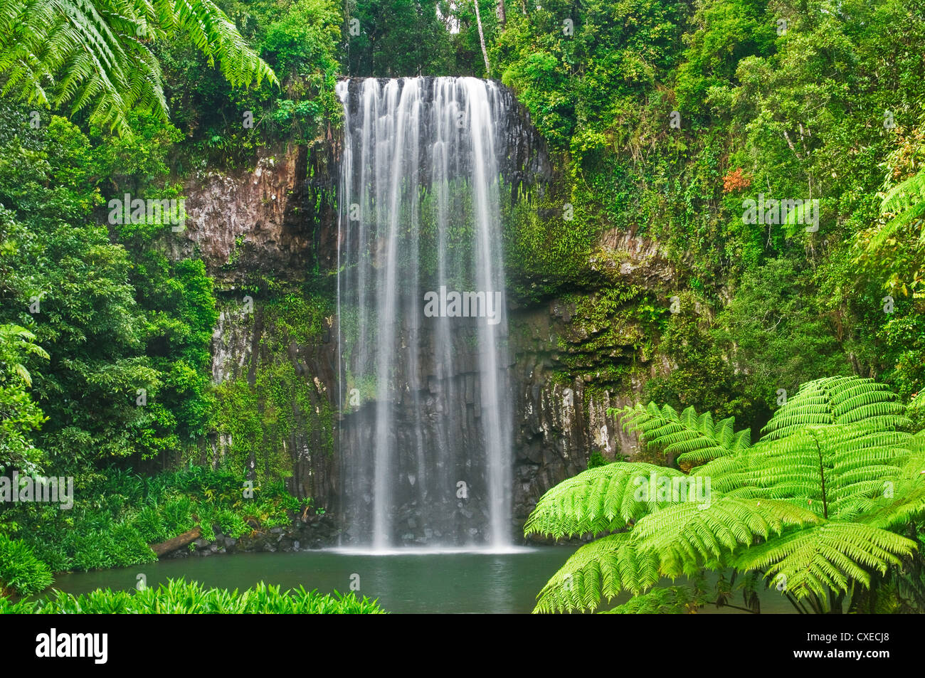 Millaa Millaa Falls circondato da felci e la foresta pluviale. Foto Stock