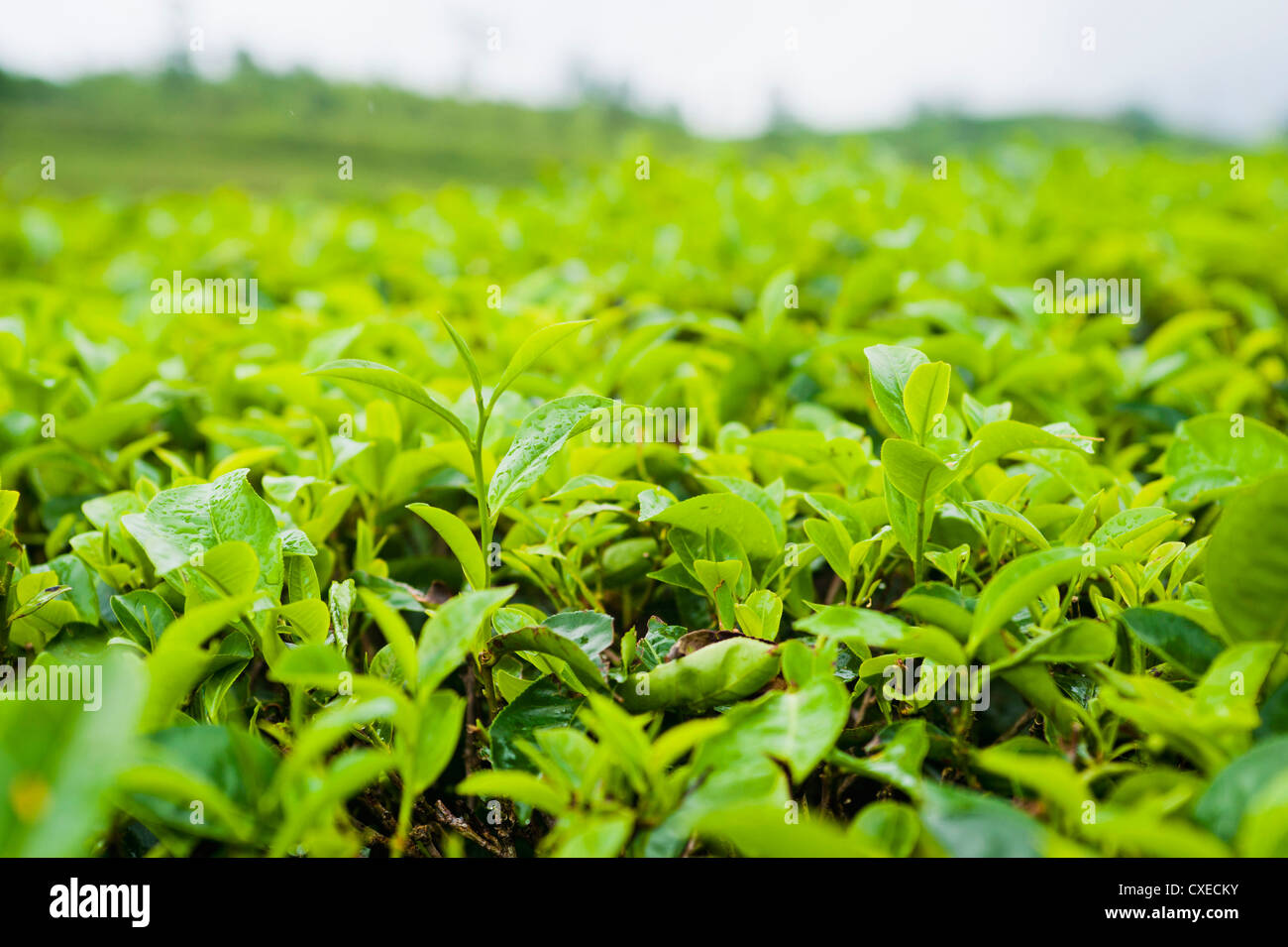 Le foglie di tè vicino fino in una piantagione di tè vicino a Bandung, Java, Indonesia, Asia sud-orientale, Asia Foto Stock