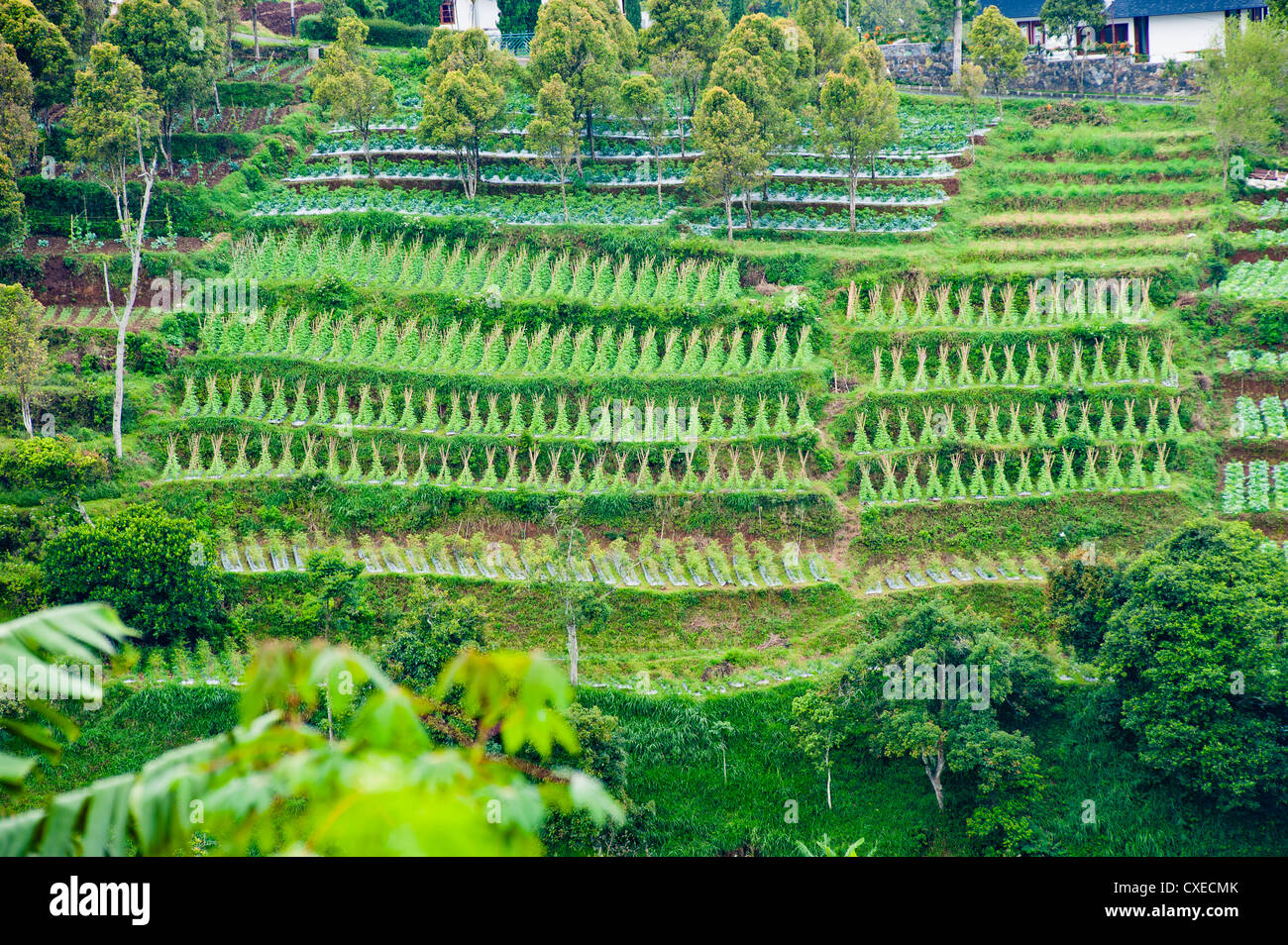 Terrazze vegetali su una ripida collina, Bandung, Java, Indonesia, Asia sud-orientale, Asia Foto Stock
