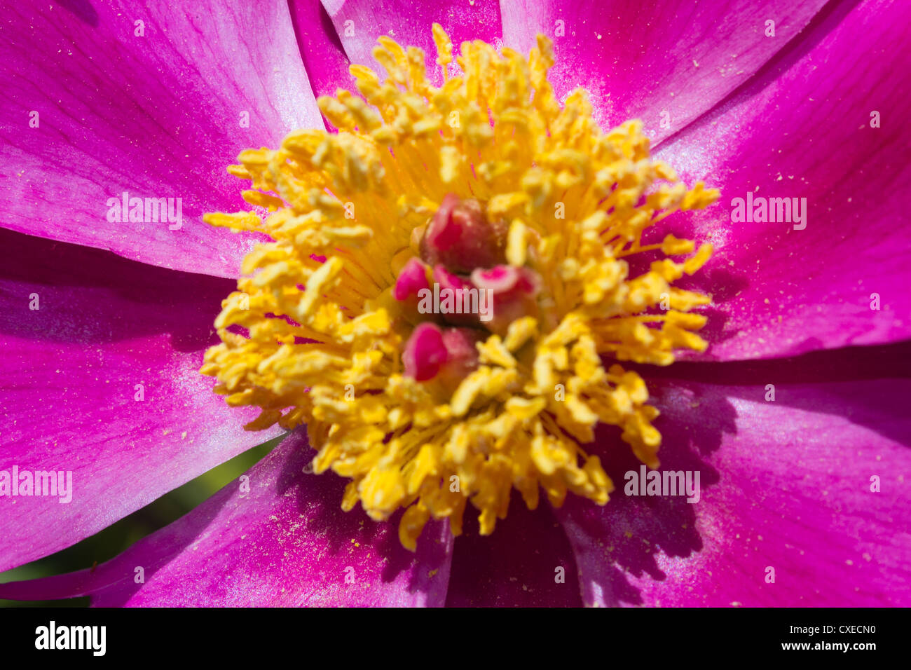 Close-up di un Imperiale fiore rosso (Paeonia lactiflora) in un giardino. Foto Stock