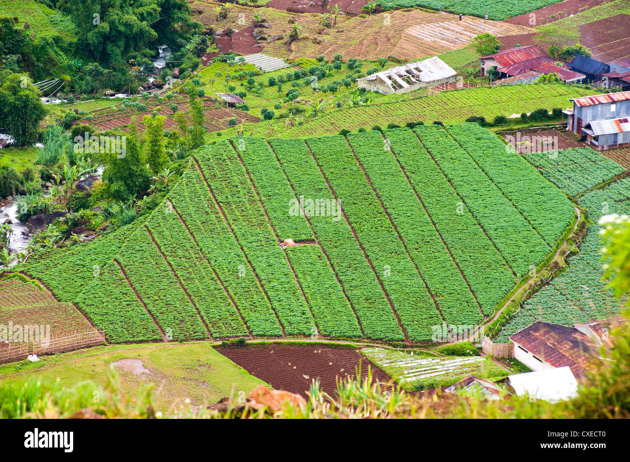 Phot aeree dei campi di vegetali a Wonosobo, Dieng Plateau, Giava centrale, Indonesia, Asia sud-orientale, Asia Foto Stock