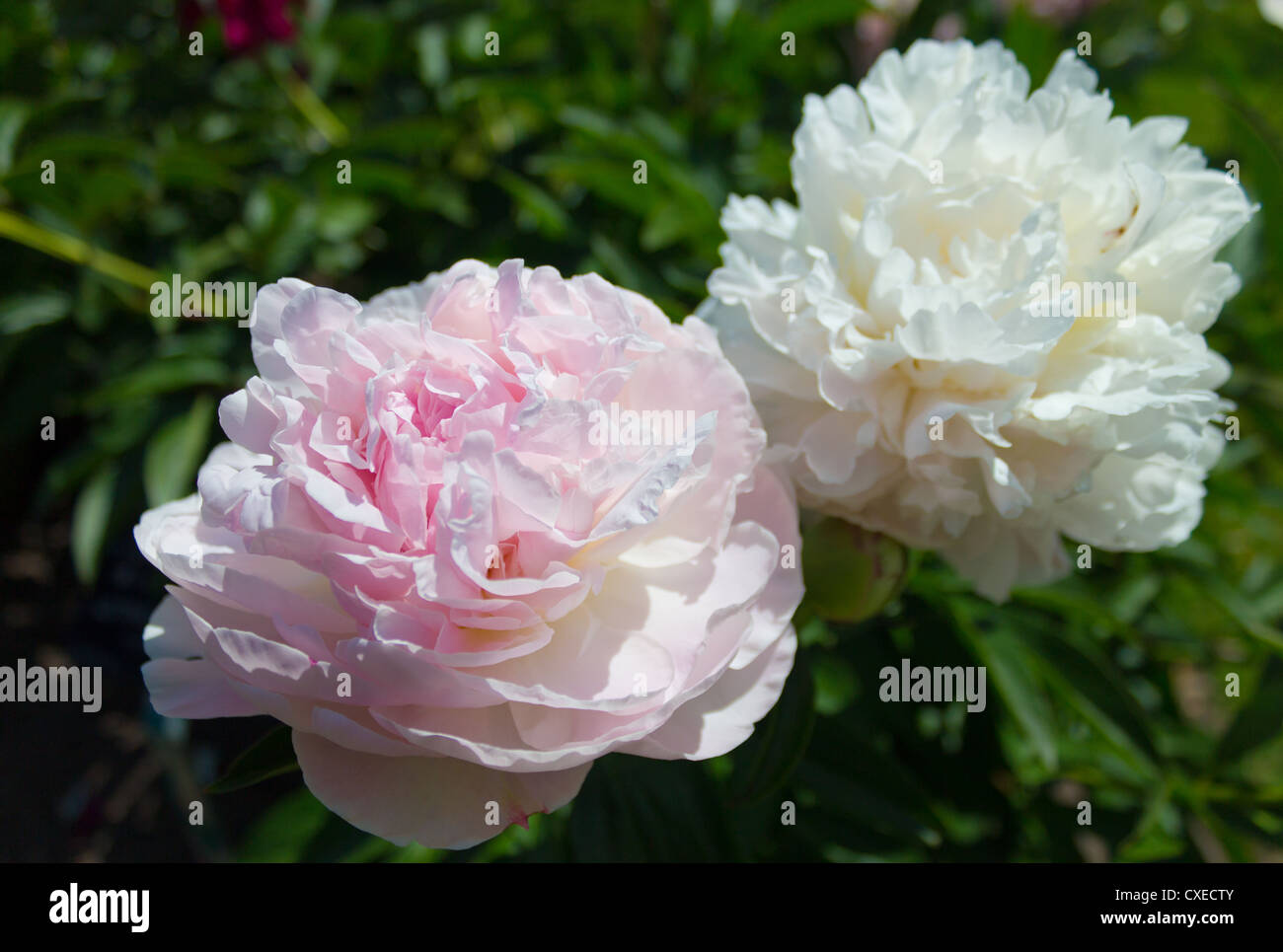 Pivoine Lottie Dawson vero fiore in fiore. Composizione orizzontale con copia spazio. Foto Stock