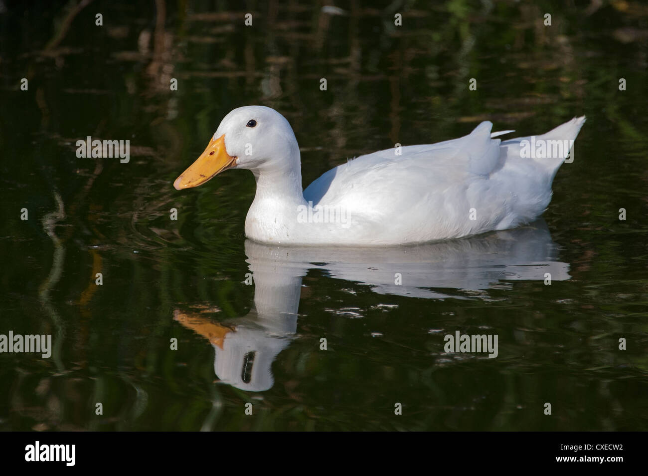 Un bianco di anatra domestica su un villaggio Duck Pond Foto Stock