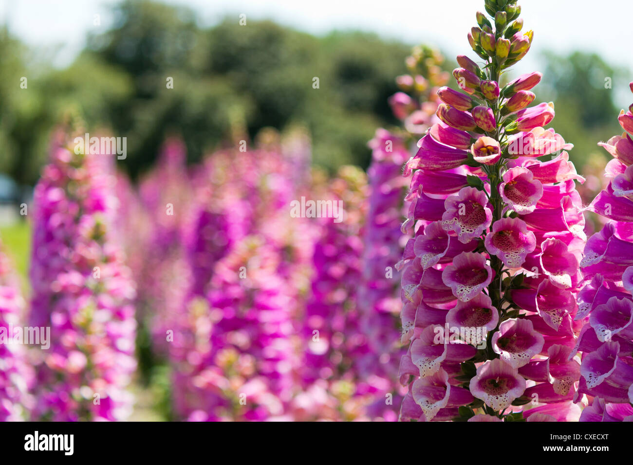 Rosa Fiori di lupino. Composizione orizzontale con focus sul primo piano. Foto Stock