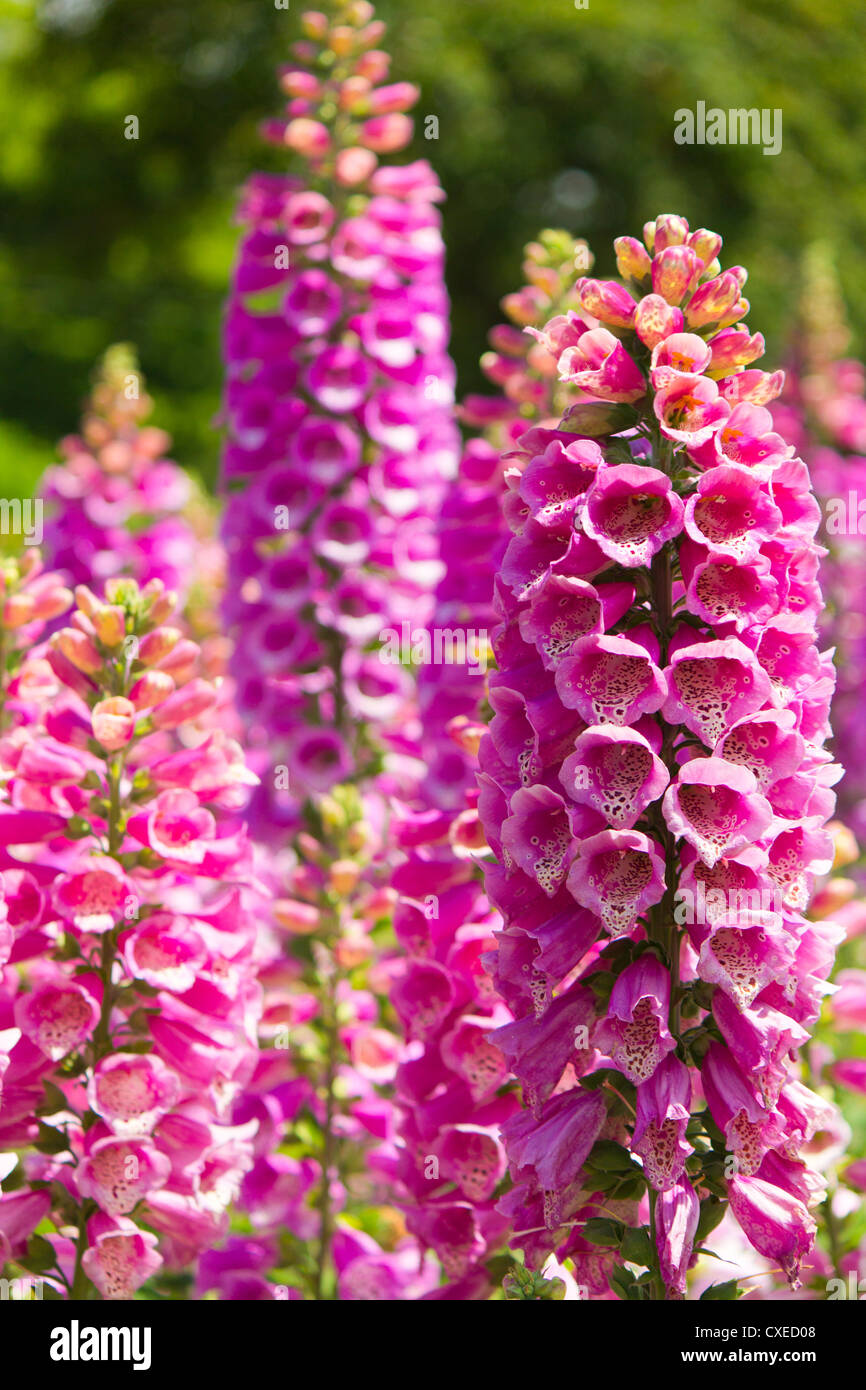 Rosa Fiori di lupino in fiore. Composizione verticale con focus sul primo piano. Foto Stock