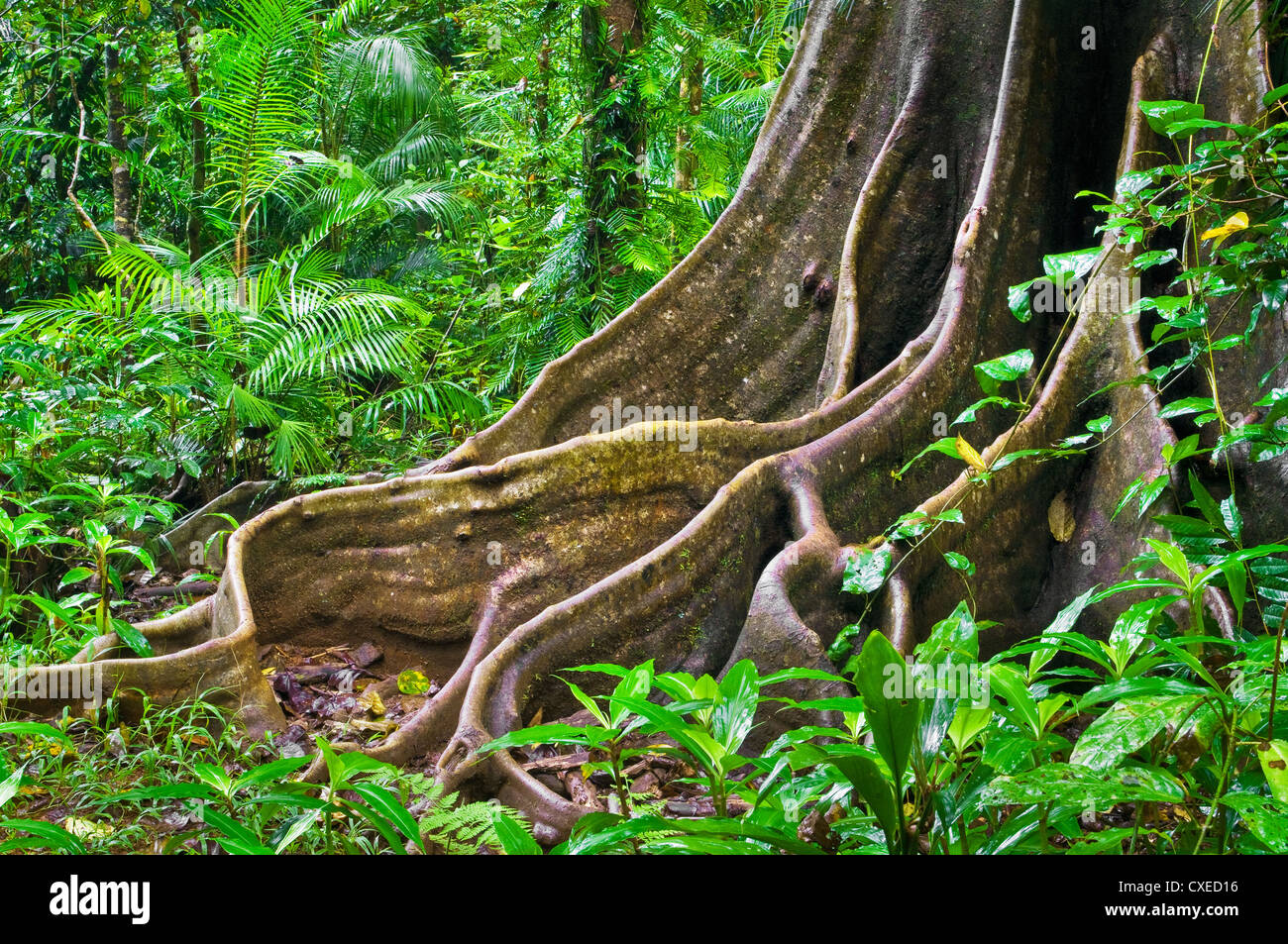 Radice gigante di un antico albero della foresta pluviale nei tropici umidi. Foto Stock