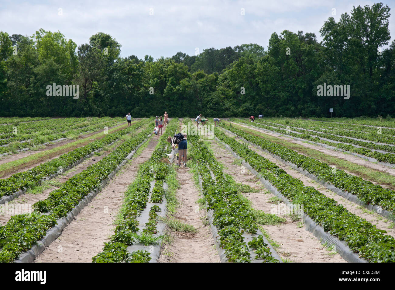 Boone Hall Plantation vicino a Charleston, Carolina del Sud U-pick campo di fragole. Foto Stock