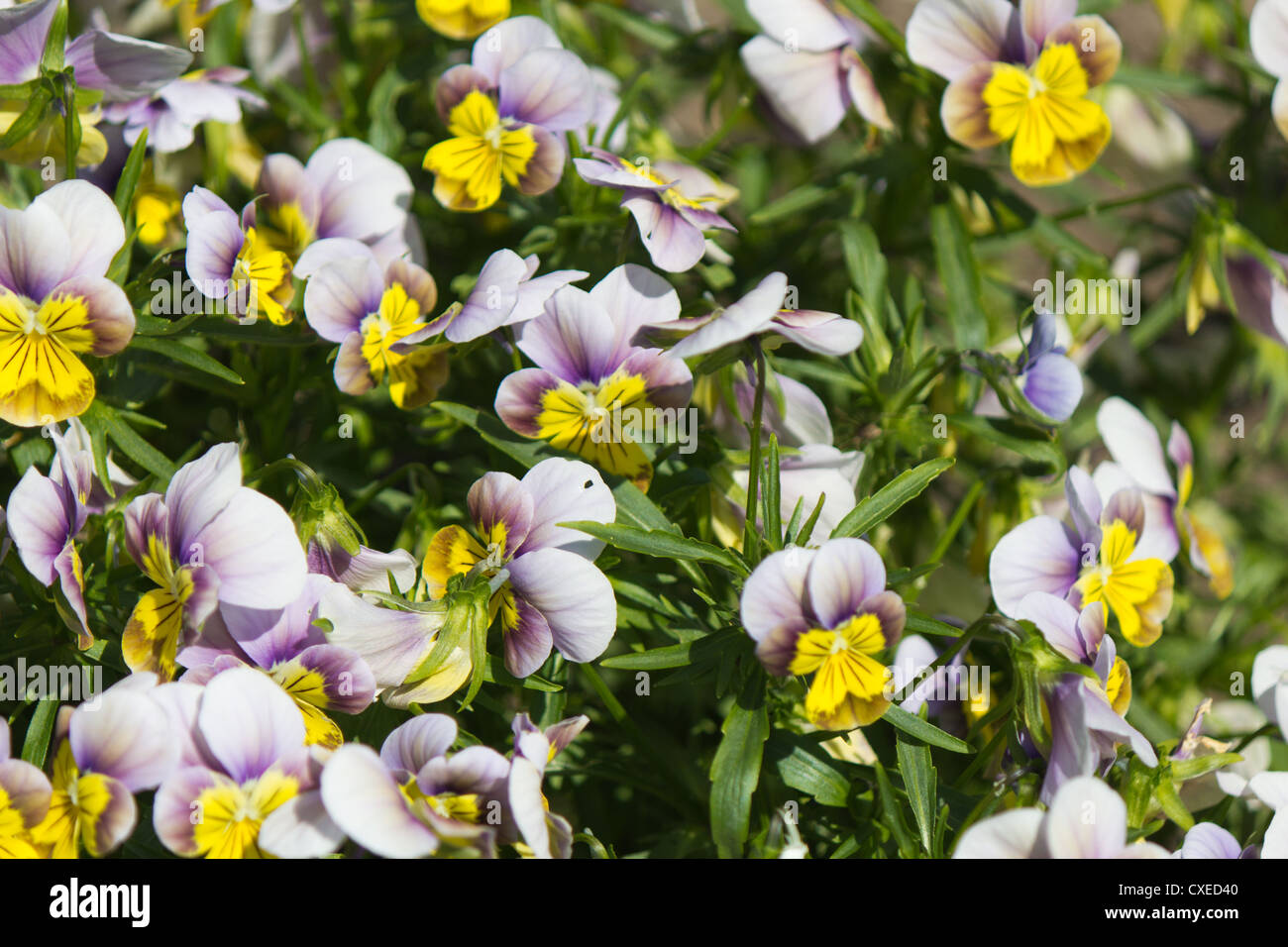 Fiori in fiore nel giardino. Foto Stock