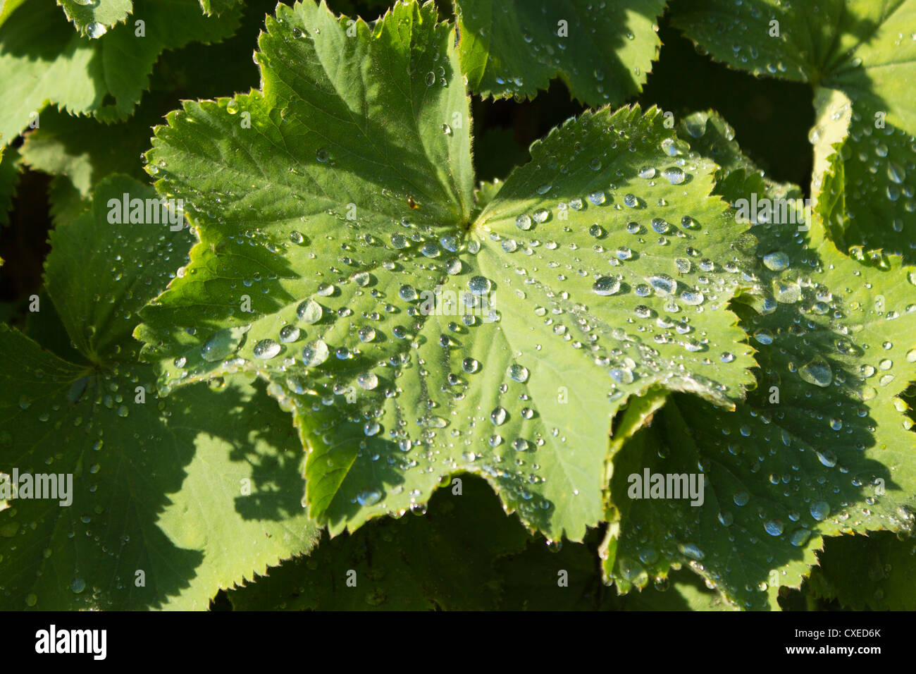 Le goccioline di acqua su una foglia al mattino presto. Foto Stock