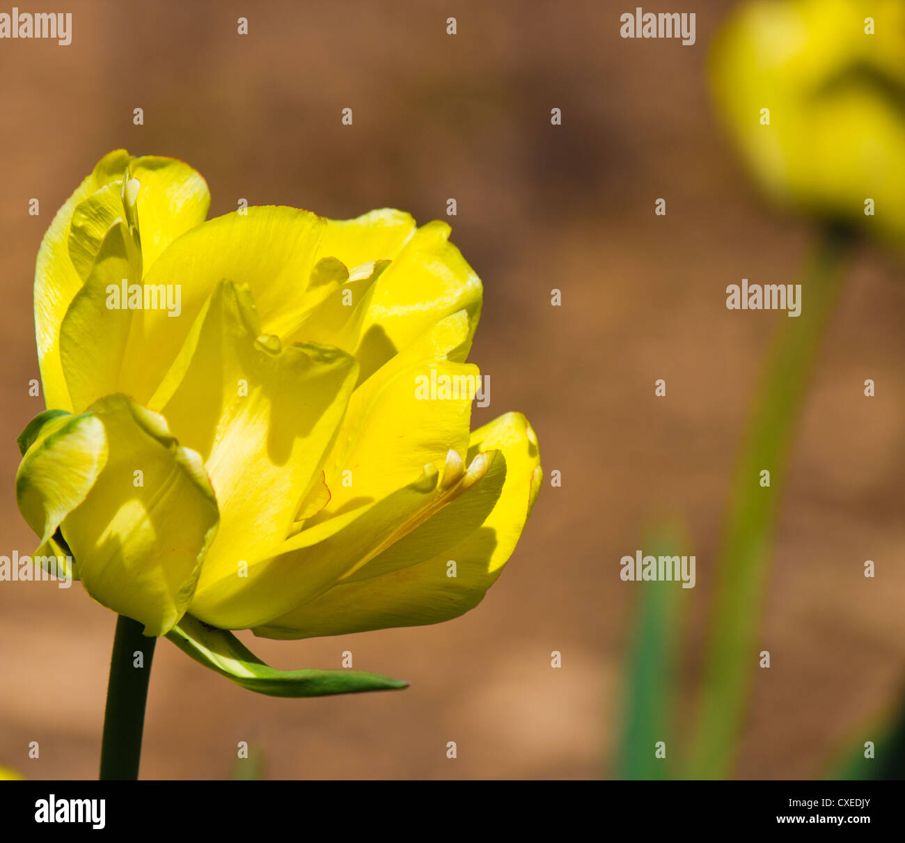 Fiori colorati in fiore. Foto Stock