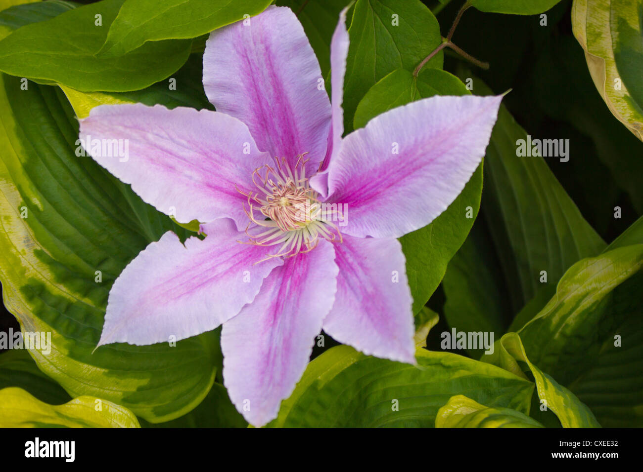 Un delicato fiore rosa circondato da verdi foglioline. Foto Stock