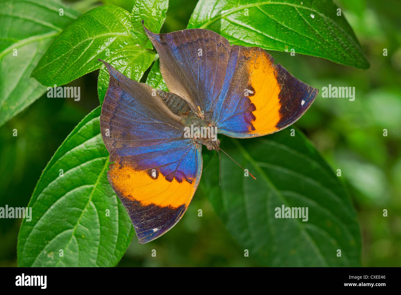 Un adulto indiano farfalla foglia poggiante sul fogliame Foto Stock