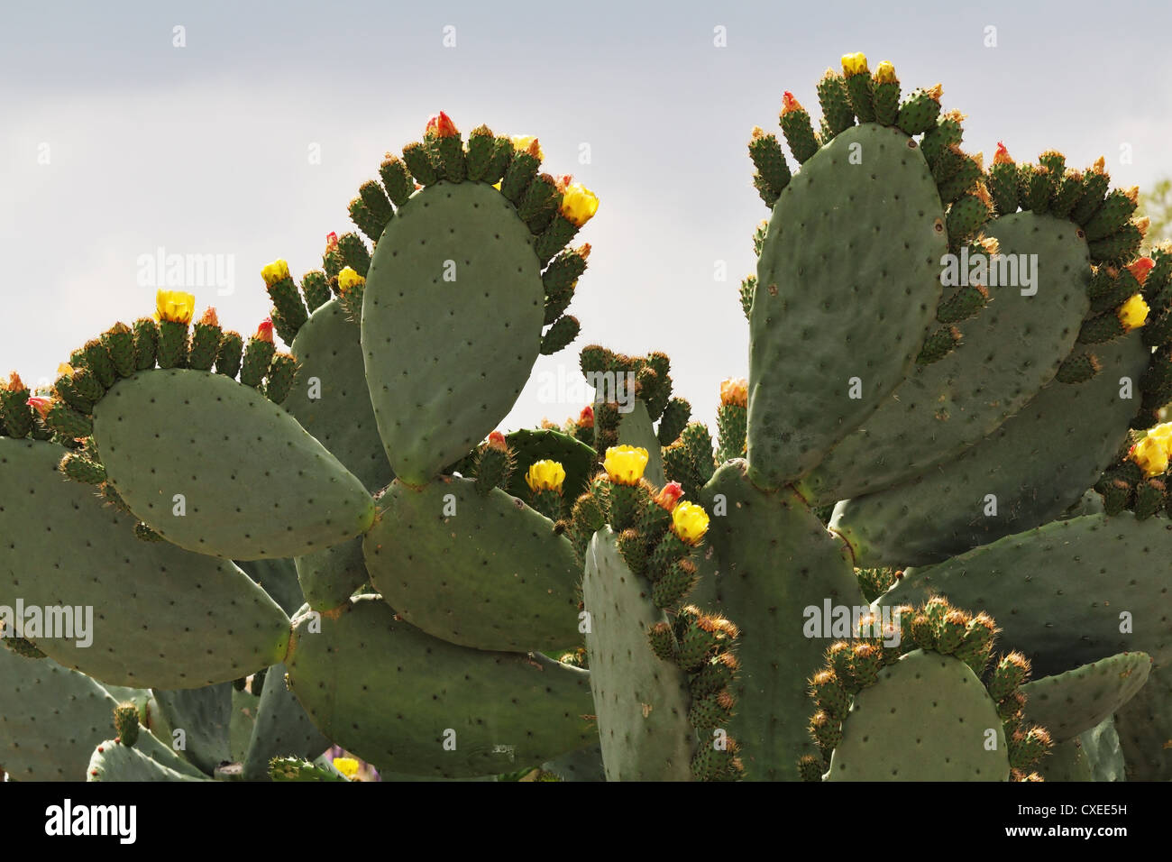 Enorme esotici cactus Foto Stock