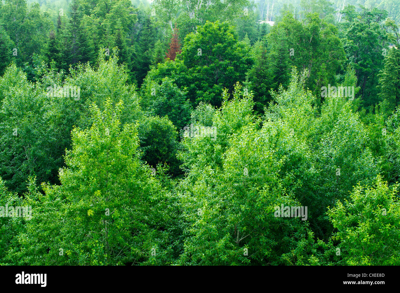La fitta foresta del nord zona temperata Foto Stock