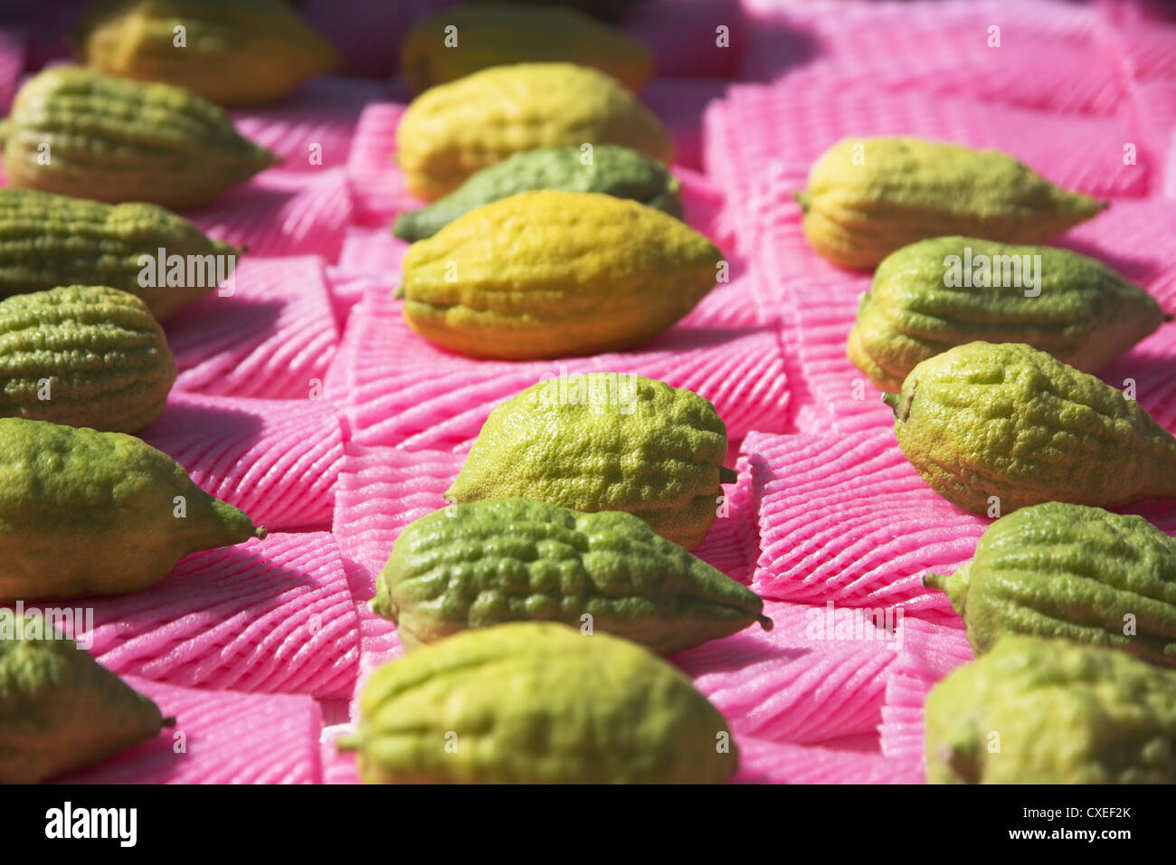 Agrumi su una vacanza sul mercato Sukkoth Foto Stock