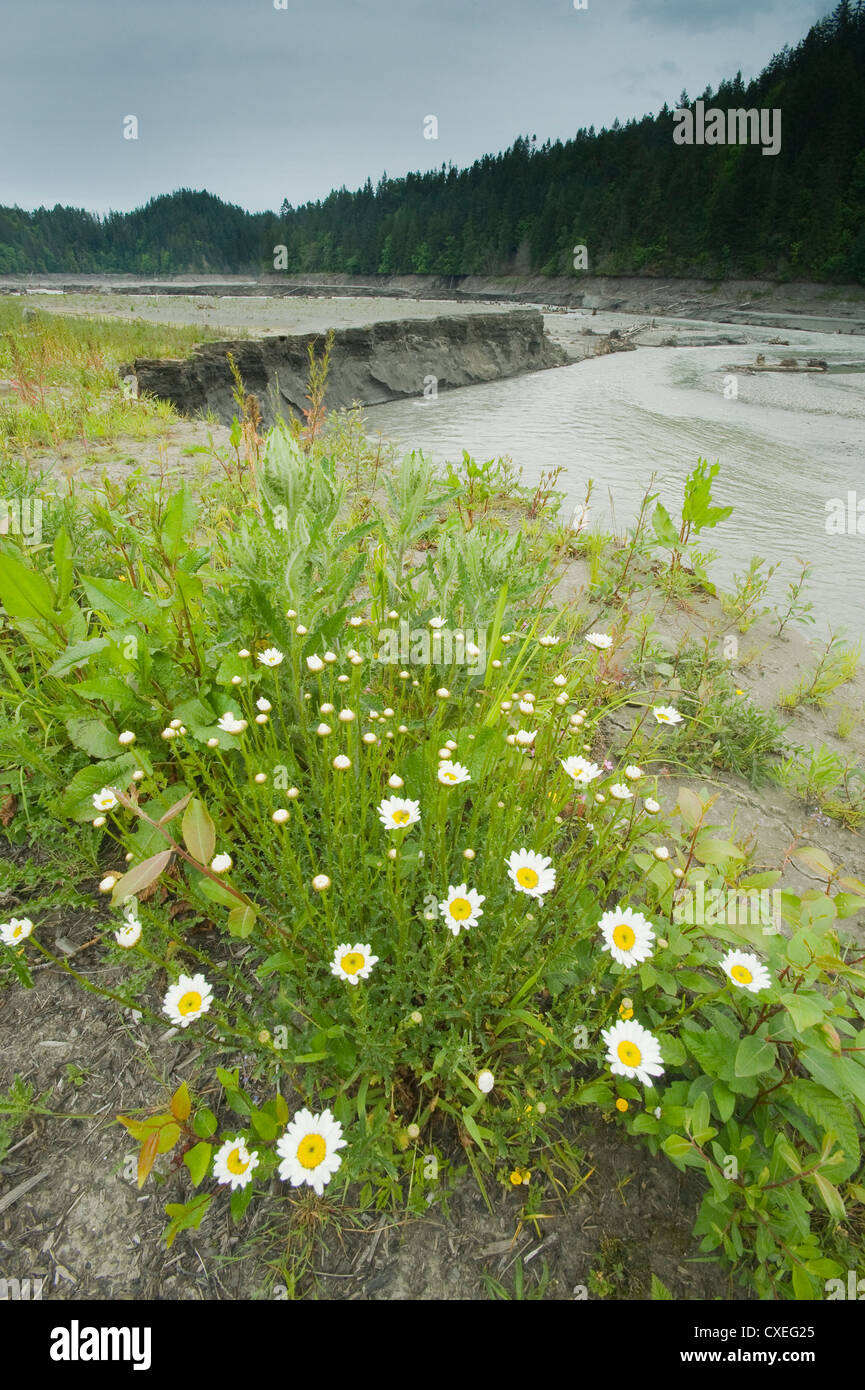 La vita esplode dal lago di sedimenti, Fiume Elwha recupero, Olympic Peninula Washington Foto Stock