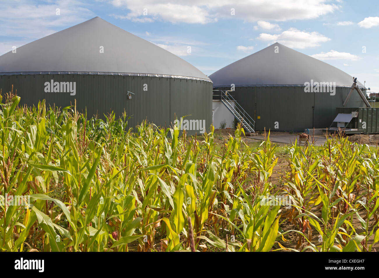 Impianto di produzione di biogas con cornfield Foto Stock