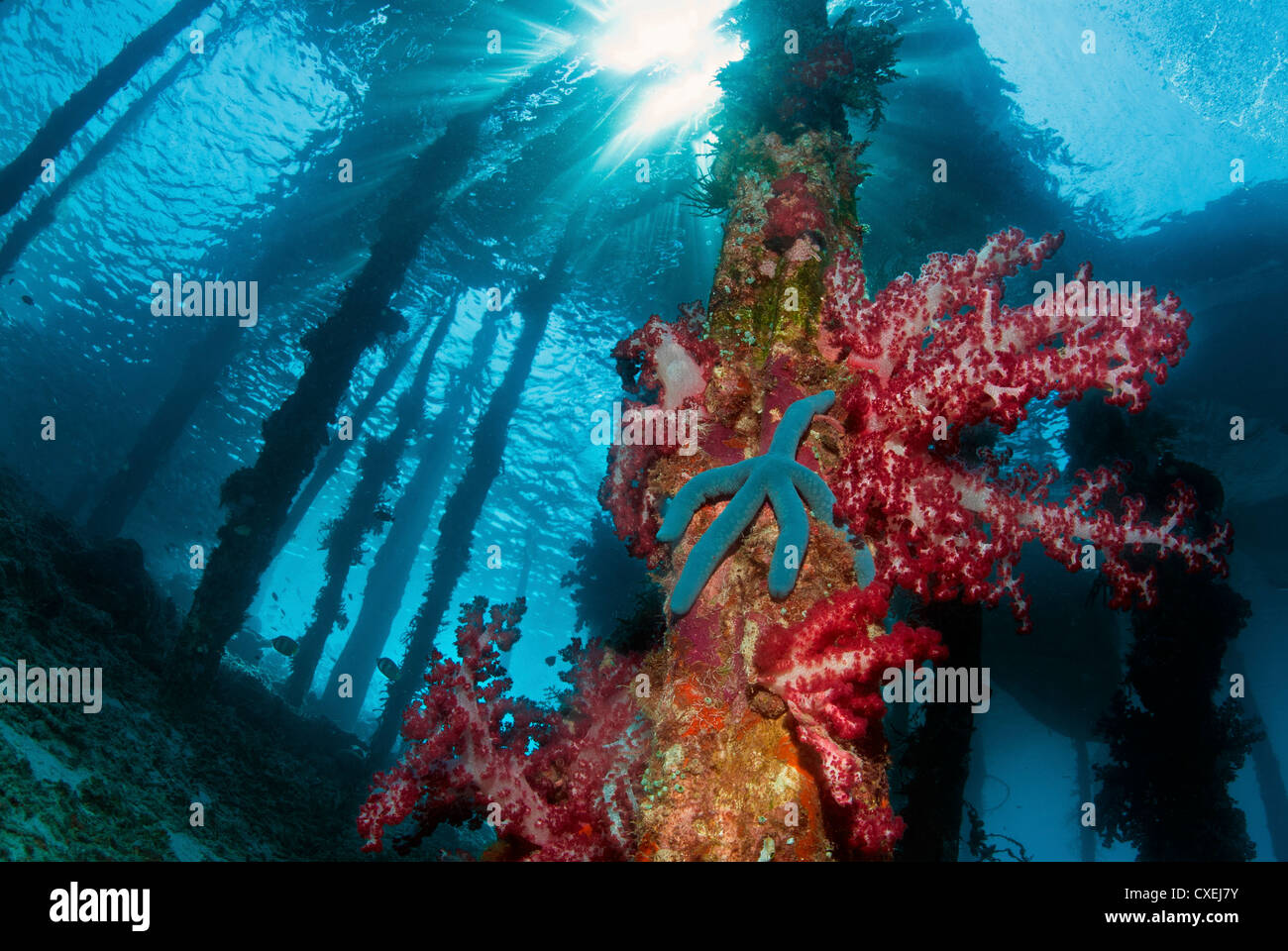 Scuola di pesce e Fisherman's net, Raja Ampat, Indonesia Foto Stock