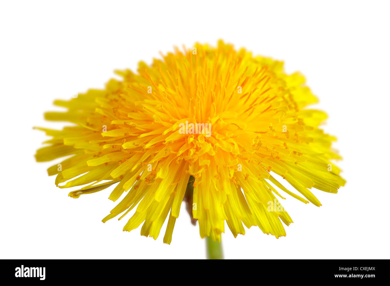 Close up di un fiore di tarassaco isolati su sfondo bianco Foto Stock