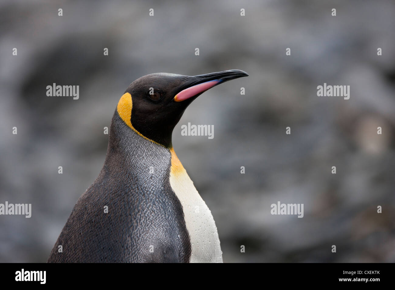 Pinguino reale (Aptenodytes patagonicus patagonicus) sull Isola Georgia del Sud. Foto Stock