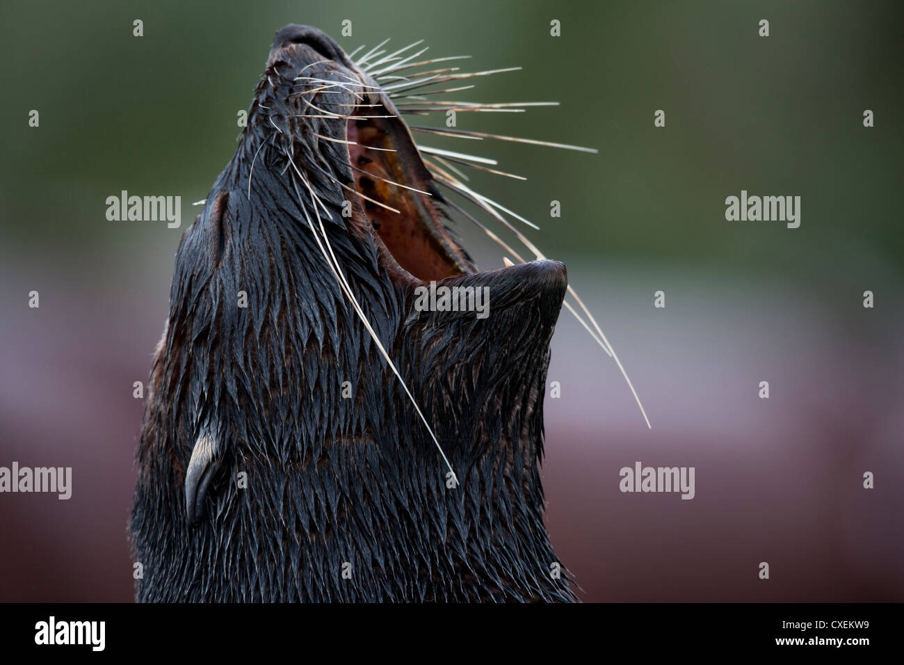 Antartico pelliccia sigillo (Arctocephalus gazella) maschio immaturo chiamando sull Isola Georgia del Sud. Foto Stock